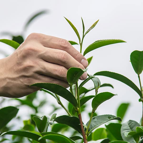 HH Plant Extraction Feminine Intimate Firming Serum (30ml) HH Herb&Health - Freesia