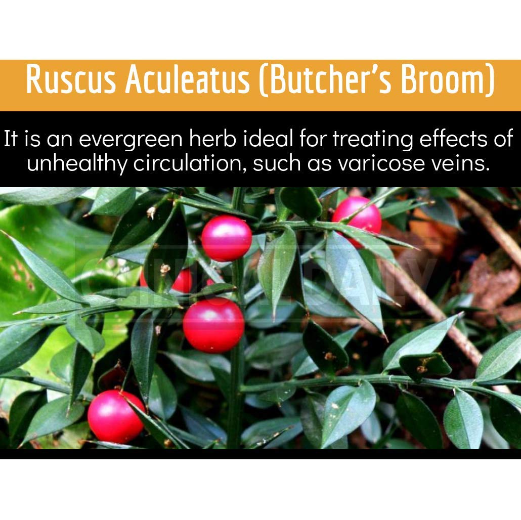 Clinical Daily Blood Circulation Supplements. Butchers Broom, Horse Chestnut, Hawthorn