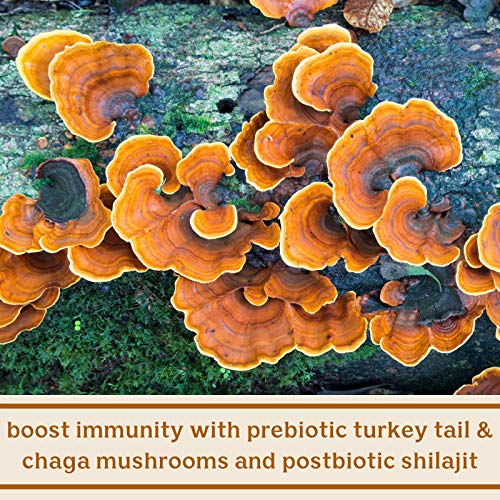 Solluna by Kimberly Snyder Feel Good SBO Probiotics Soil Based Organisms (SBOs)