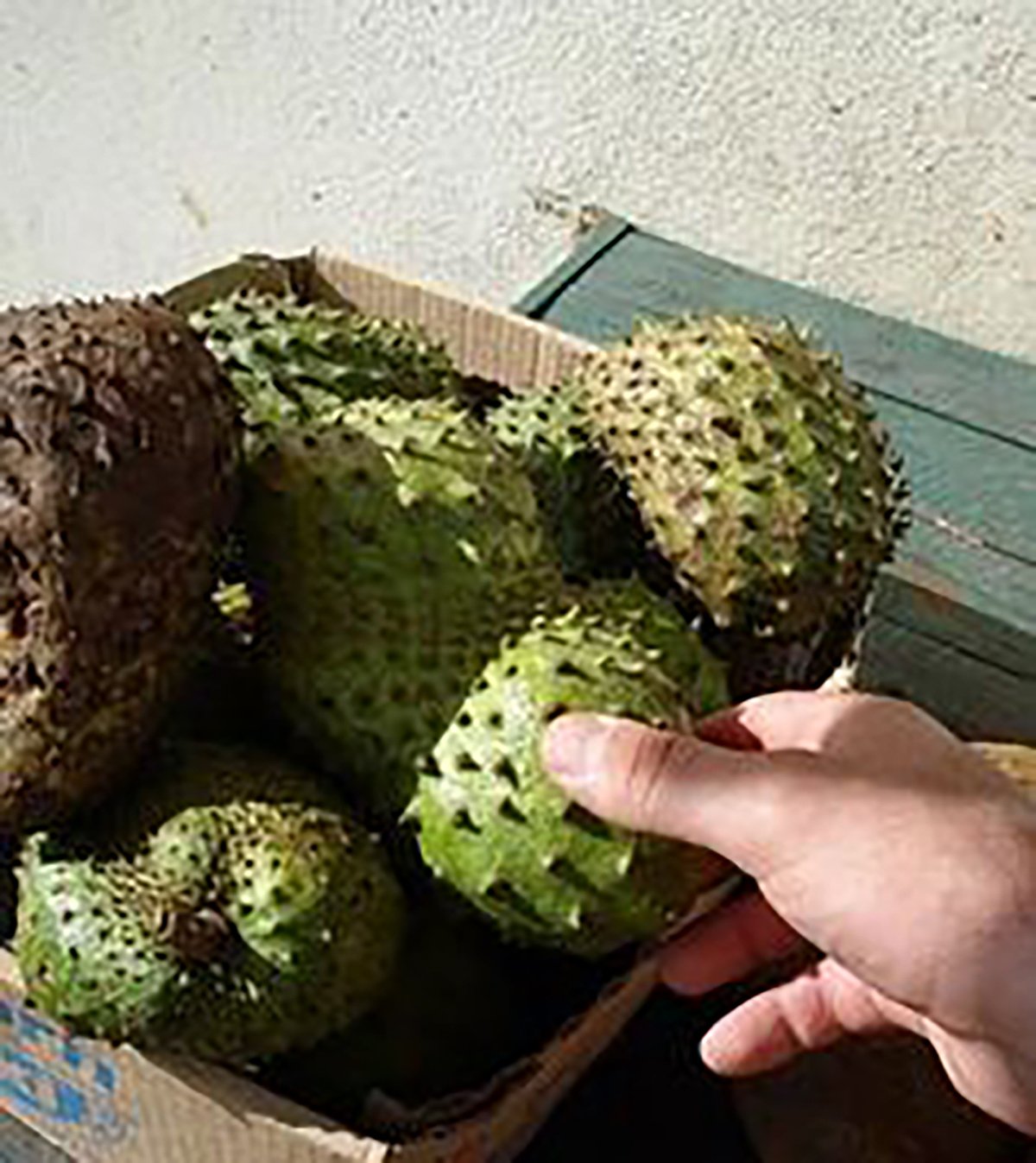 Organic Graviola Liquid Soursop Extract 4 oz Wildcrafted Tincture