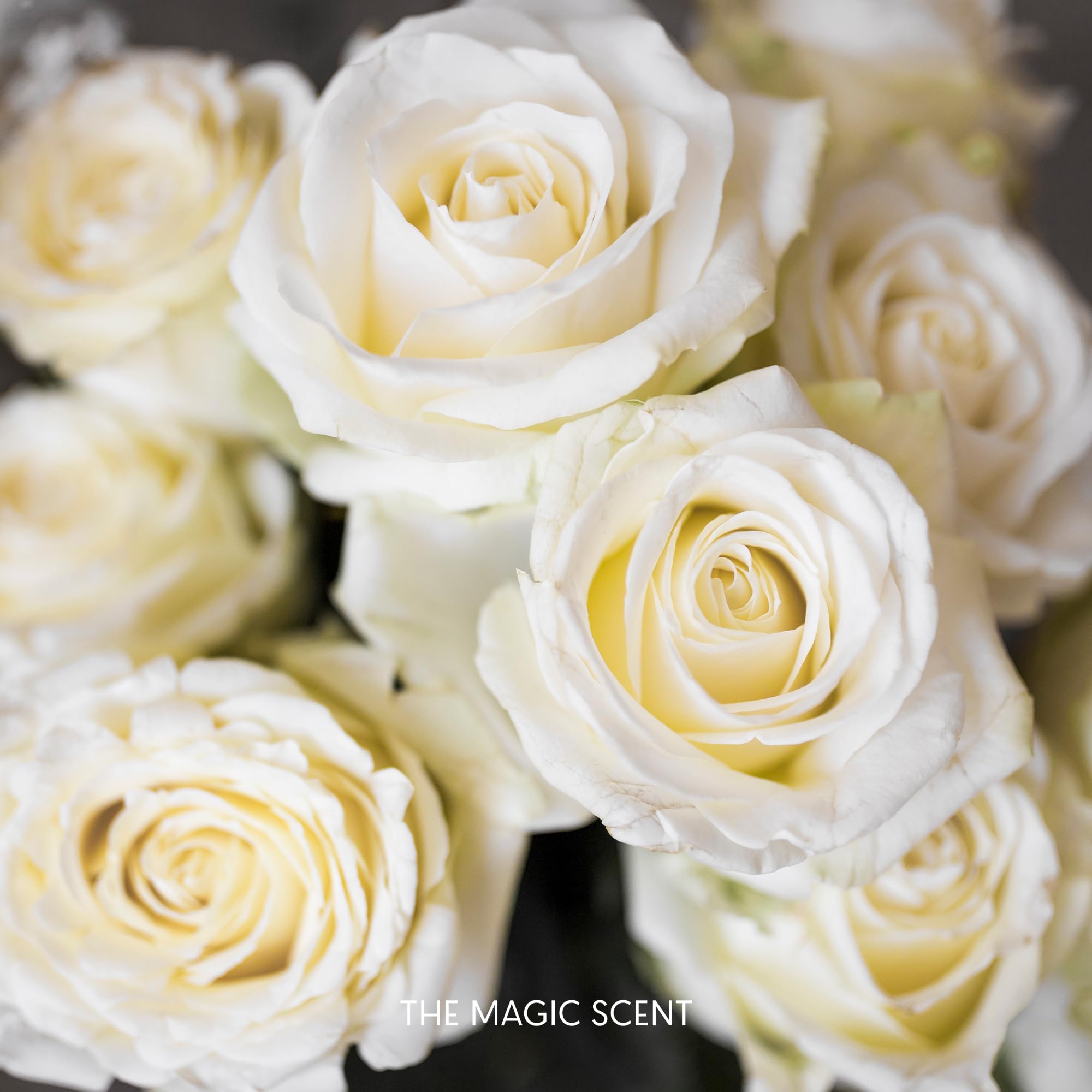 The Magic Scent "Blackwood" Hotel Collection Diffuser Oil - Cold-Air & Ultrasonic Scented Oils