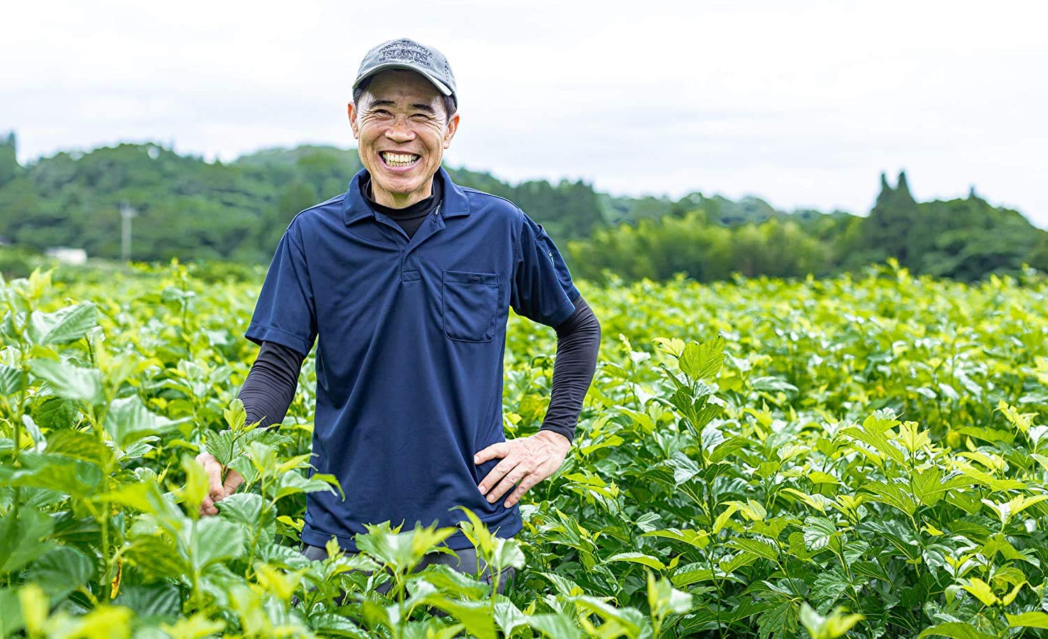 Delish Organics Natural carbohydrates Blocker Mulberry Leaf 60 sachets - Made in Japan