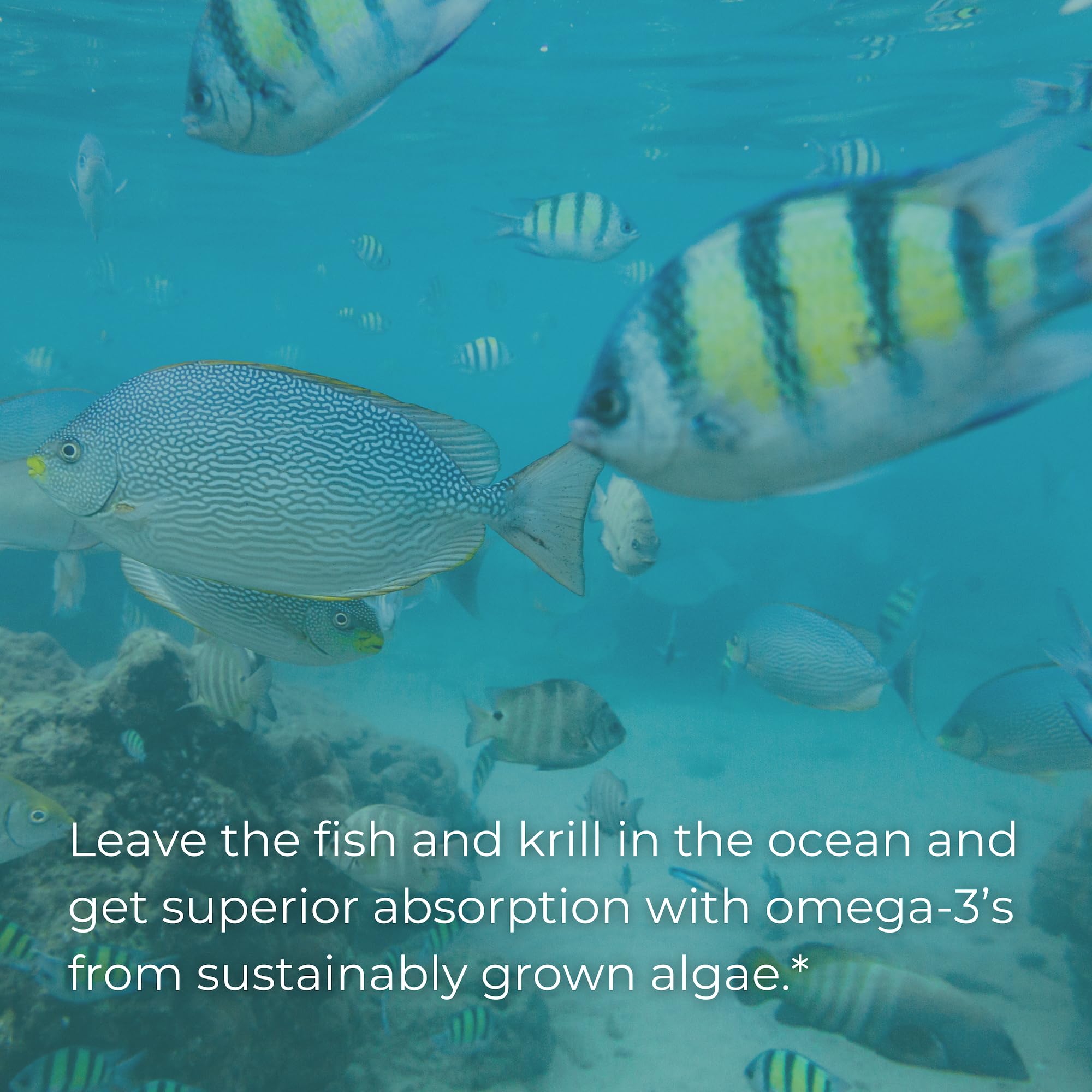 Iwi Life Prenatal Multivitamin, 60 Softgels (30 Servings), Vegan, Plant-Based Algae Omega 3