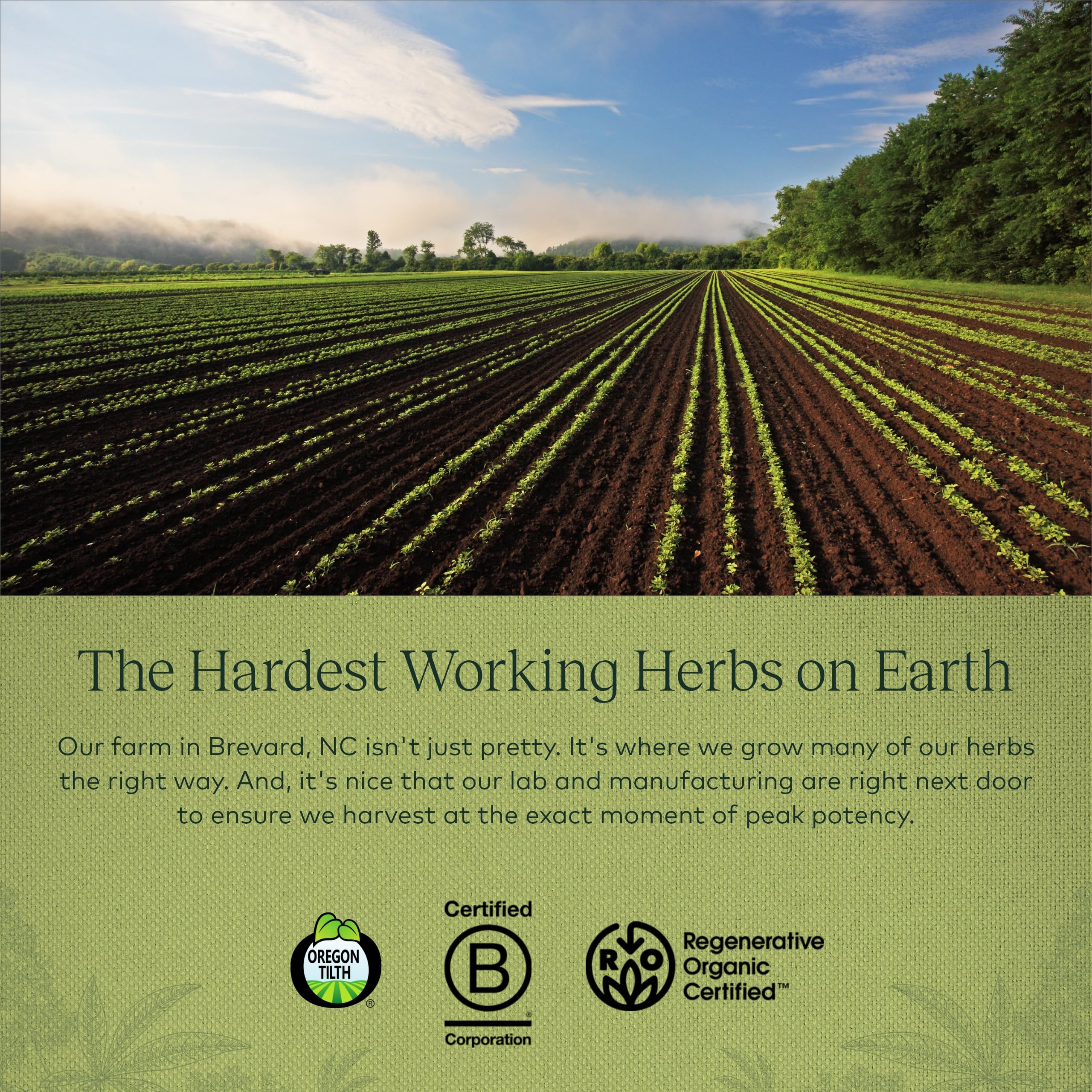 Gaia Herbs, Vitex Berry Vegan Liquid Phyto Capsules - PMS Support Supplement, Chaste Tree berry